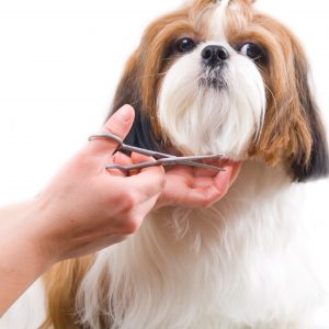 Strihanie psov – ako ho zvládnuť rýchlo a bezbolestne?